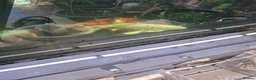 Koi Carp fish for sale: Koi carp - Advert 6