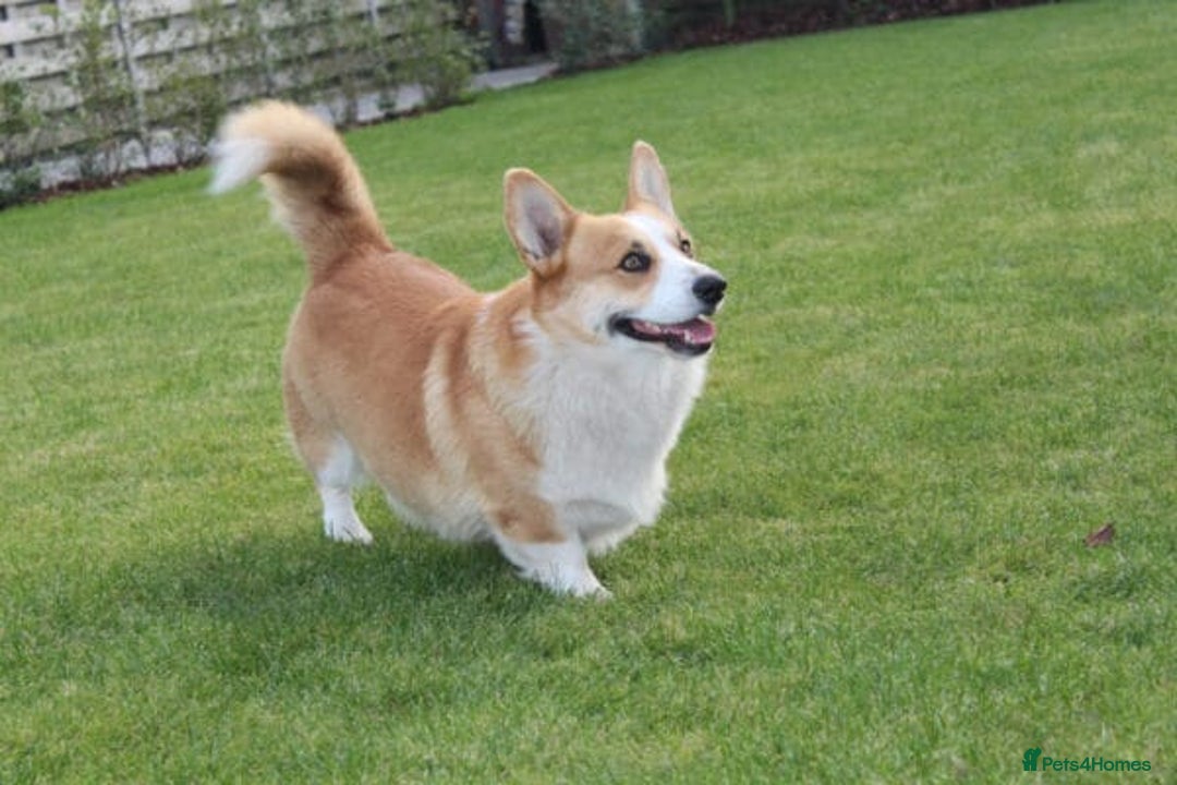 Welsh Corgi Pembroke dogs for sale: purebreed pembroke corgi pup - Image 4