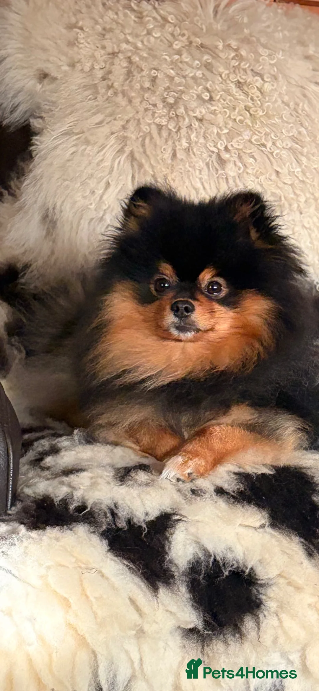 Pomeranian dogs for sale: Rocky - Advert 1