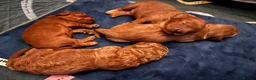 Cavapoo dogs for sale: Cavapoo Puppies - Deposits ready to be taken. - Advert 29