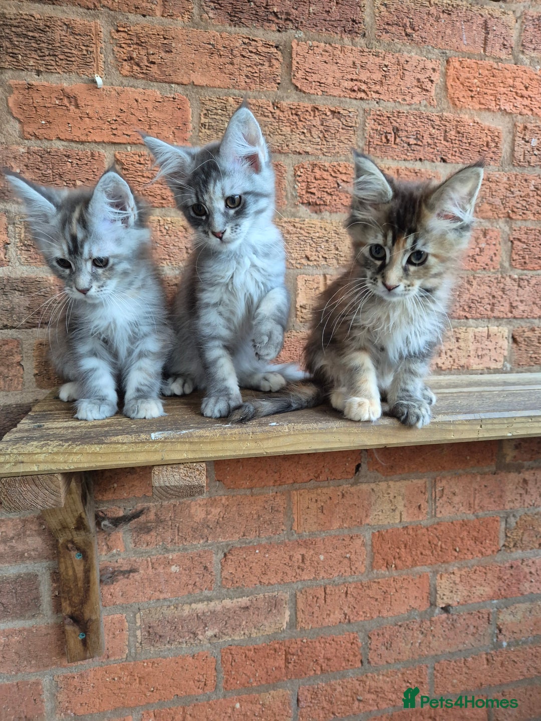 Maine Coon cats for sale: 2 Boys 3 girls Maine Coones kittens - Advert 12