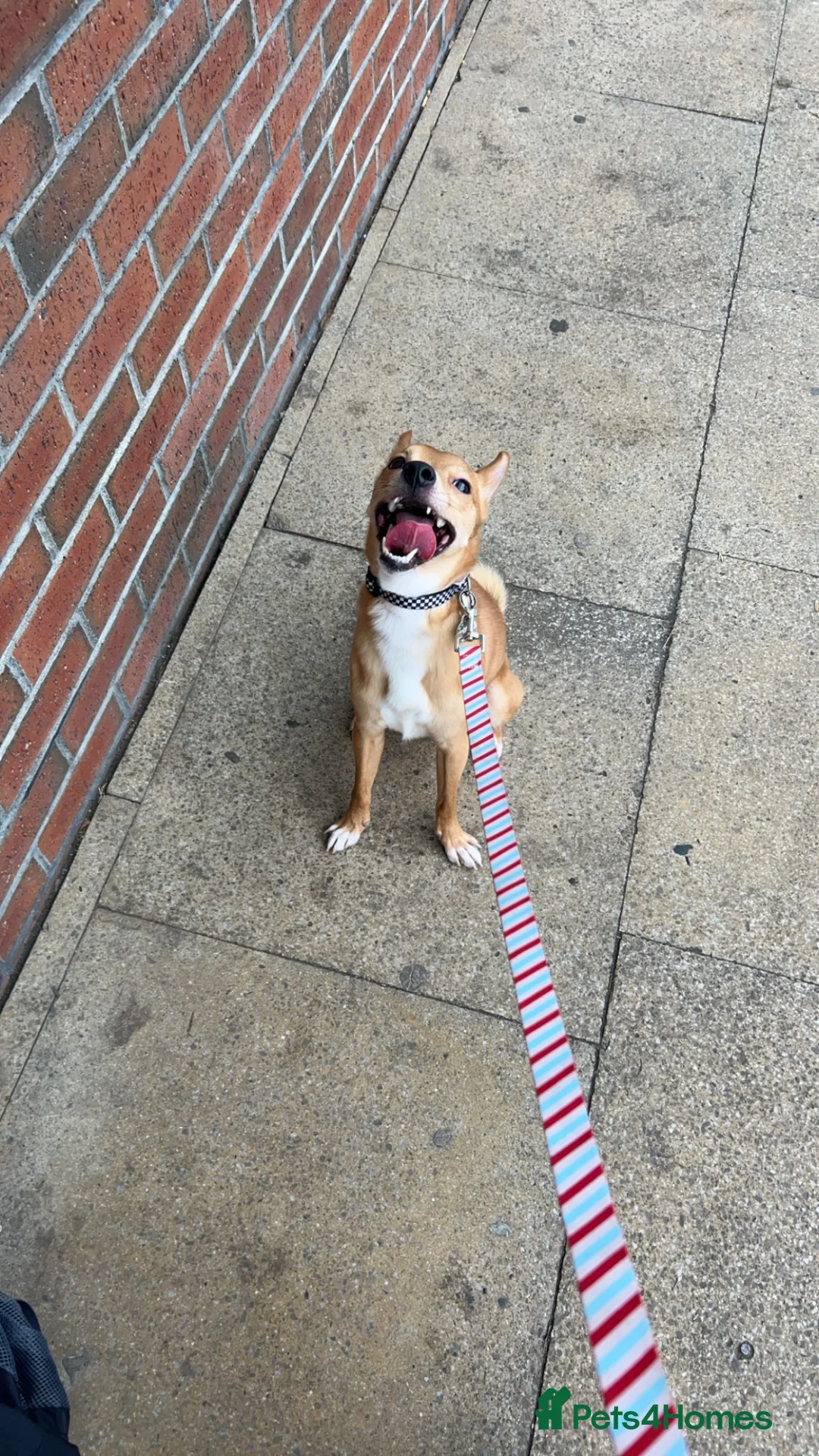 Mixed Breed dogs for sale: Koda, Chihuahua x pom x jack russell  - Advert 4