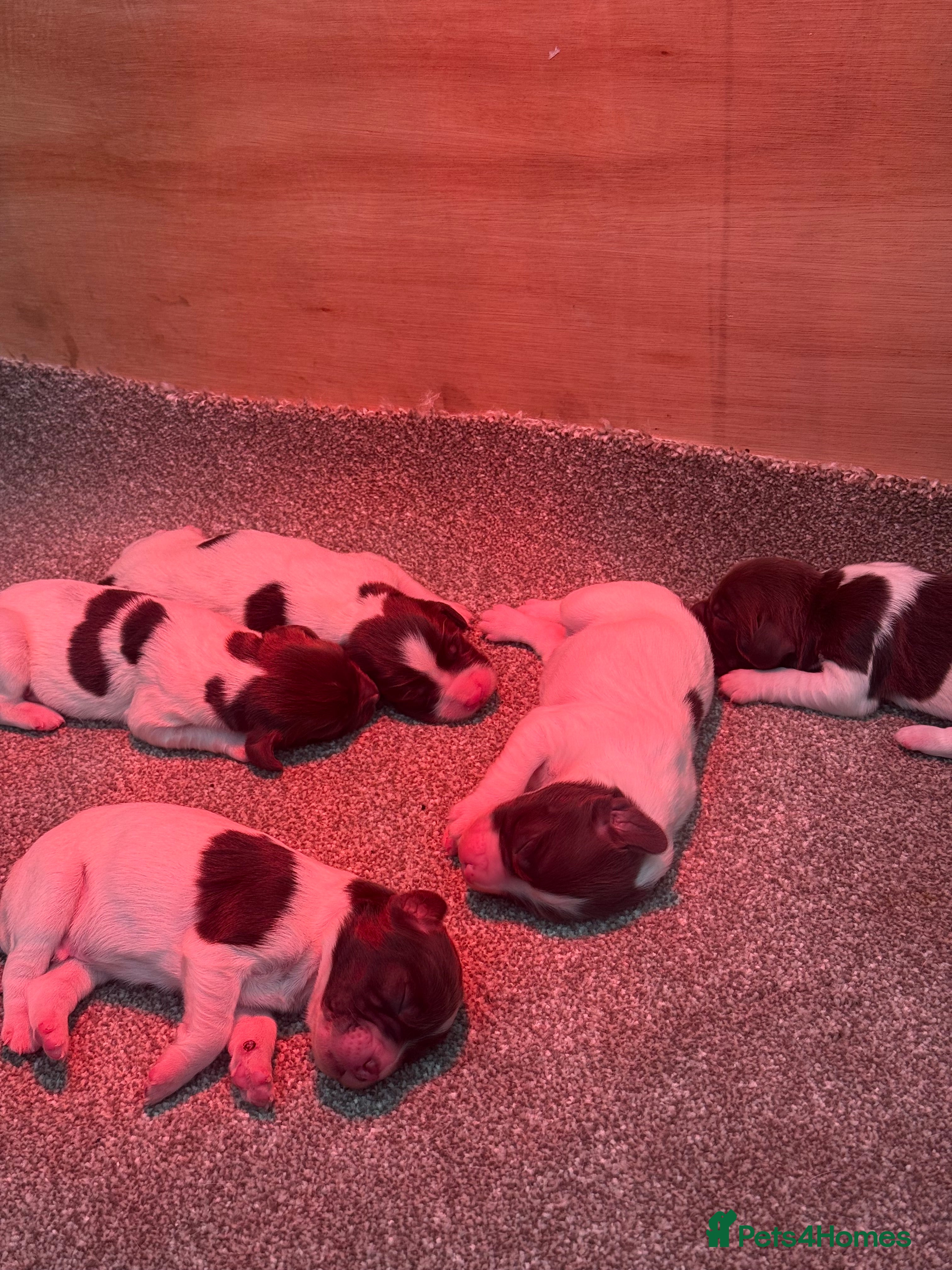 English Springer Spaniel dogs KC Registered English Springer Spaniels  in Billingham - Advert 1