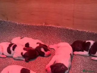 English Springer Spaniel dogs KC Registered English Springer Spaniels in Billingham - Advert 1