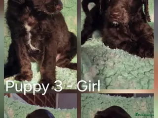 Goldendoodle dogs VIEW DELIGHTFUL WELL BRED DOODLES - Advert 2