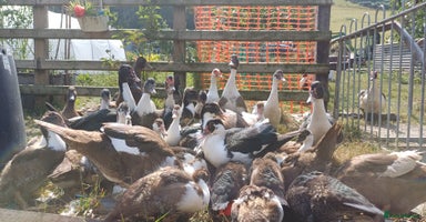 Ducks poultry - Advert 6