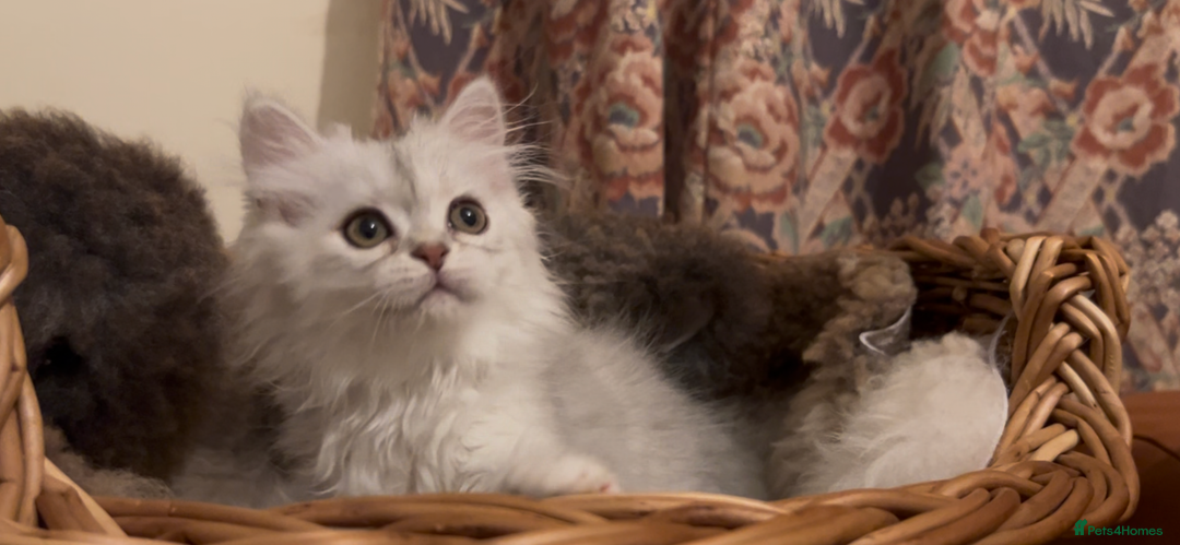 Munchkin cats for sale: Sweet Munchkins 🤗 - Image 12