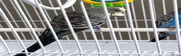Budgerigars birds for sale: Pair of Budgies with Cage, Food & Toys in Smethwick - Advert 3