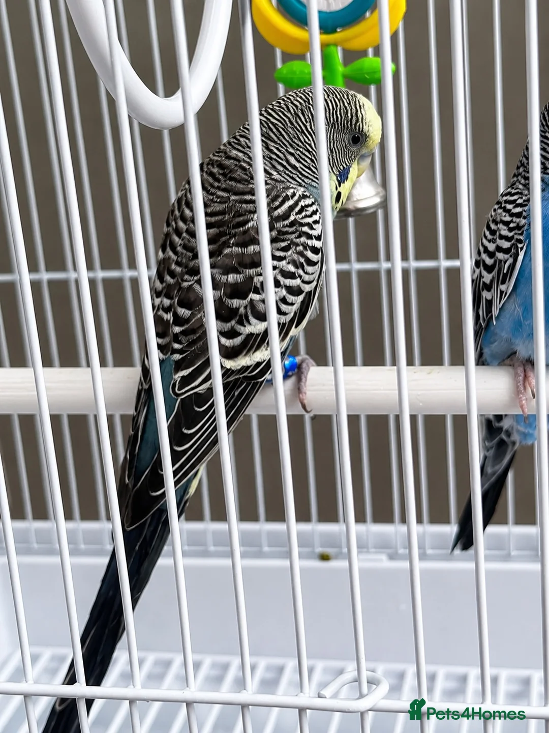 Budgerigars birds for sale: Pair of Budgies with Cage, Food & Toys in Smethwick - Advert 3
