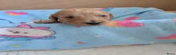 Goldendoodle dogs for sale: F1B Golden doodle Puppies  - Advert 16