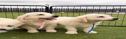 Golden Retriever dogs for sale: Kc registered health tested parents  - Advert 23