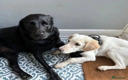 Mixed Breed dogs for adoption: Roo (Spaniel/Setter mix) - Image 23