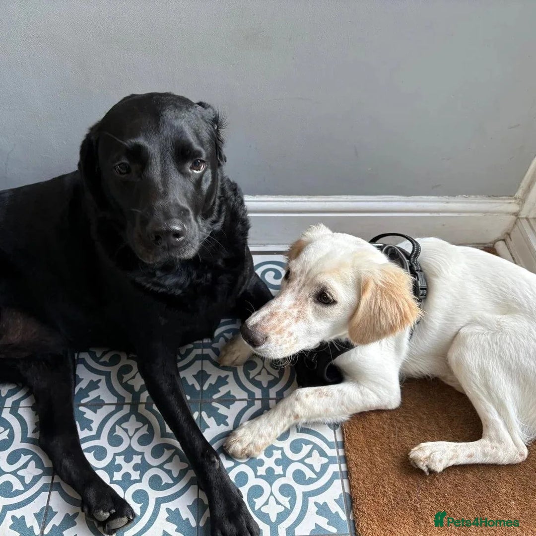 Mixed Breed dogs for adoption: Roo (Spaniel/Setter mix) - Image 23