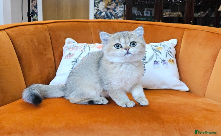 Scottish Fold cats - Advert 2