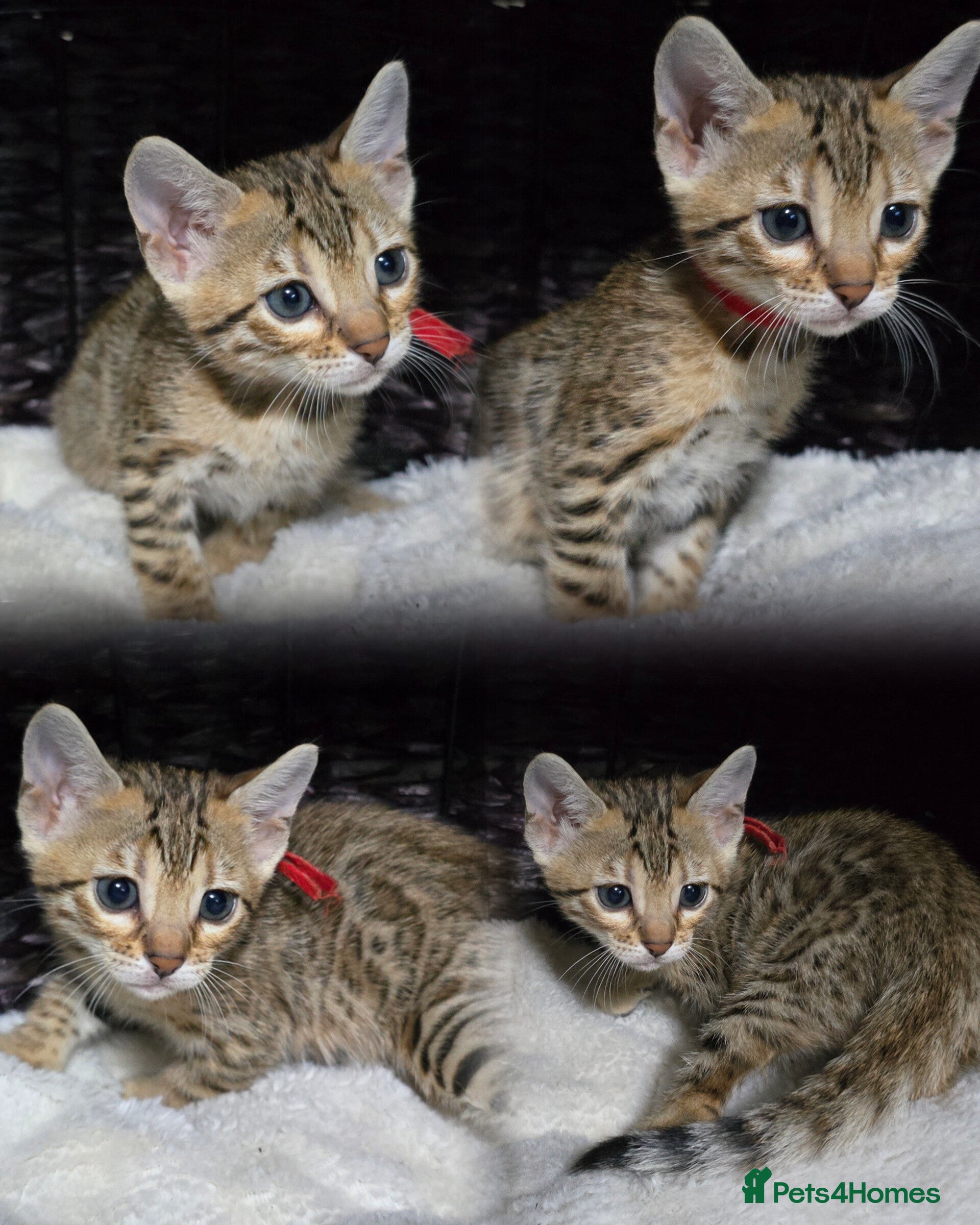 Bengal cats Just 2 girls and 1 boy ready for reservation - Advert 11