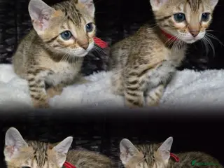 Bengal cats Just 2 girls and 1 boy ready for reservation - Advert 2