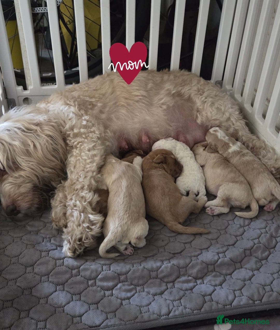 Cockapoo dogs for sale: Beautiful cockapoo’s  - Image 7