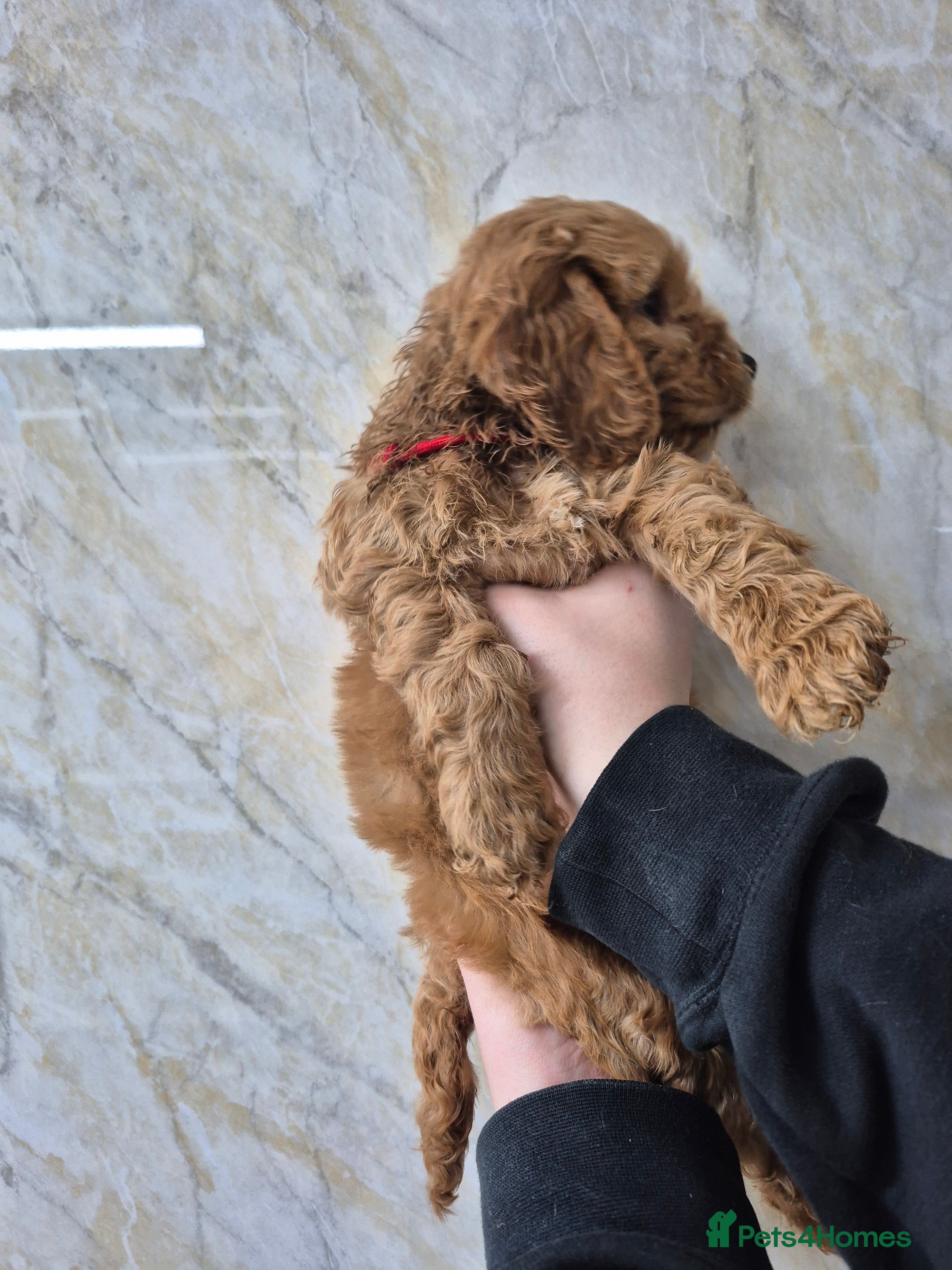 Cockapoo dogs F1 Cockapoo puppys - Advert 2