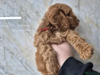 Cockapoo dogs F1 Cockapoo puppys - Advert 17