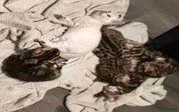 Bengal cats for sale: Snow Lynx, Marble & Brown Rosette Bengals - Image 34