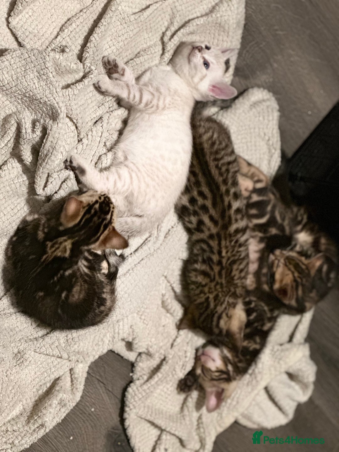 Bengal cats for sale: Snow Lynx, Marble & Brown Rosette Bengals - Image 34