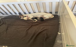 Jack Russell dogs for sale: 3 Jack Russell Puppies  - Image 1