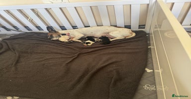 Jack Russell dogs - Advert 13