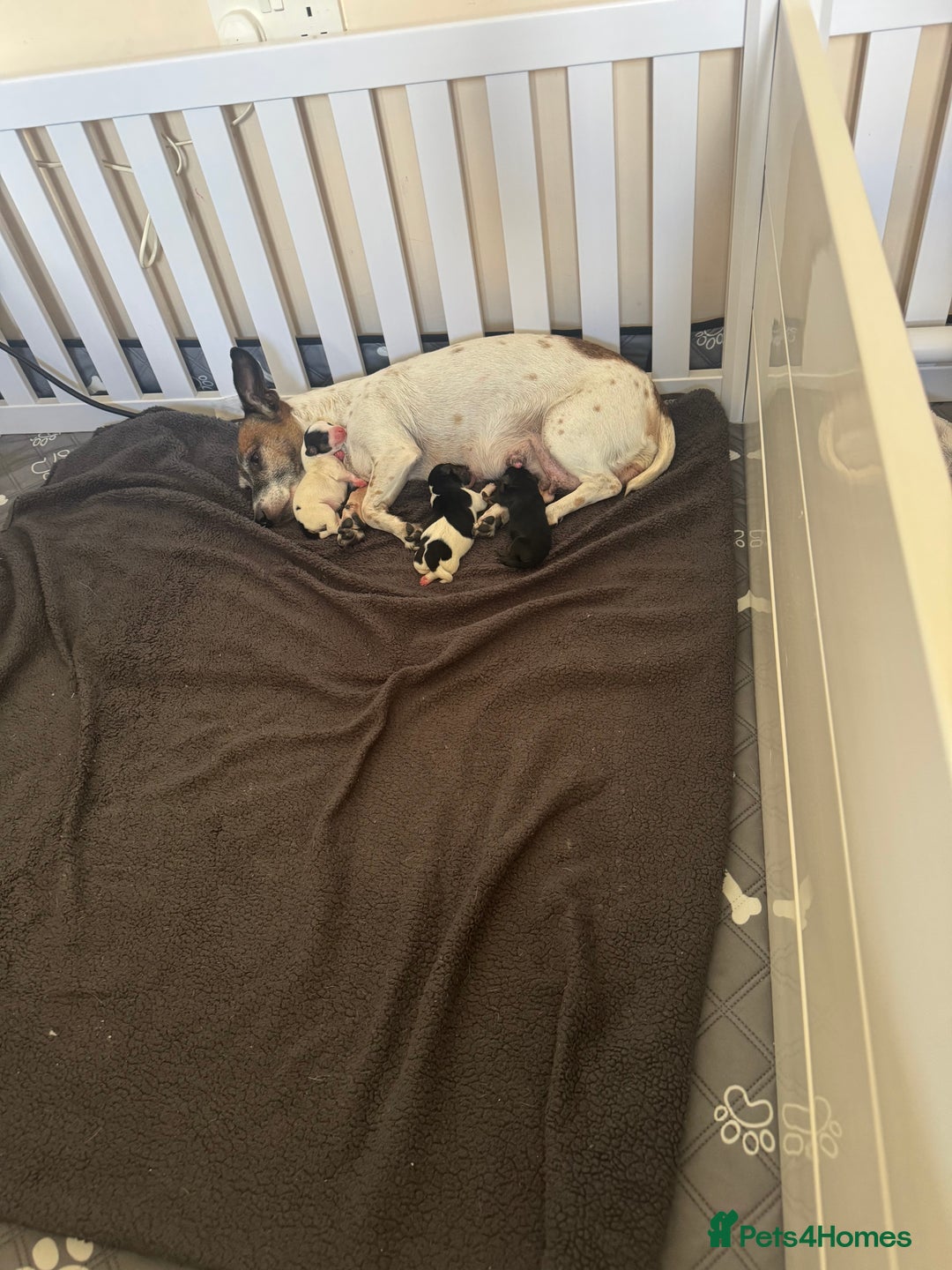 Jack Russell dogs for sale: 3 Jack Russell Puppies  - Image 1