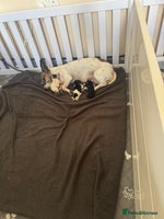 Jack Russell dogs - Advert 13