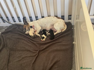 Jack Russell dogs - Advert 4