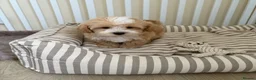 Maltipoo dogs for sale: 5🌟Korean maltipoo puppies health tested - Advert 6