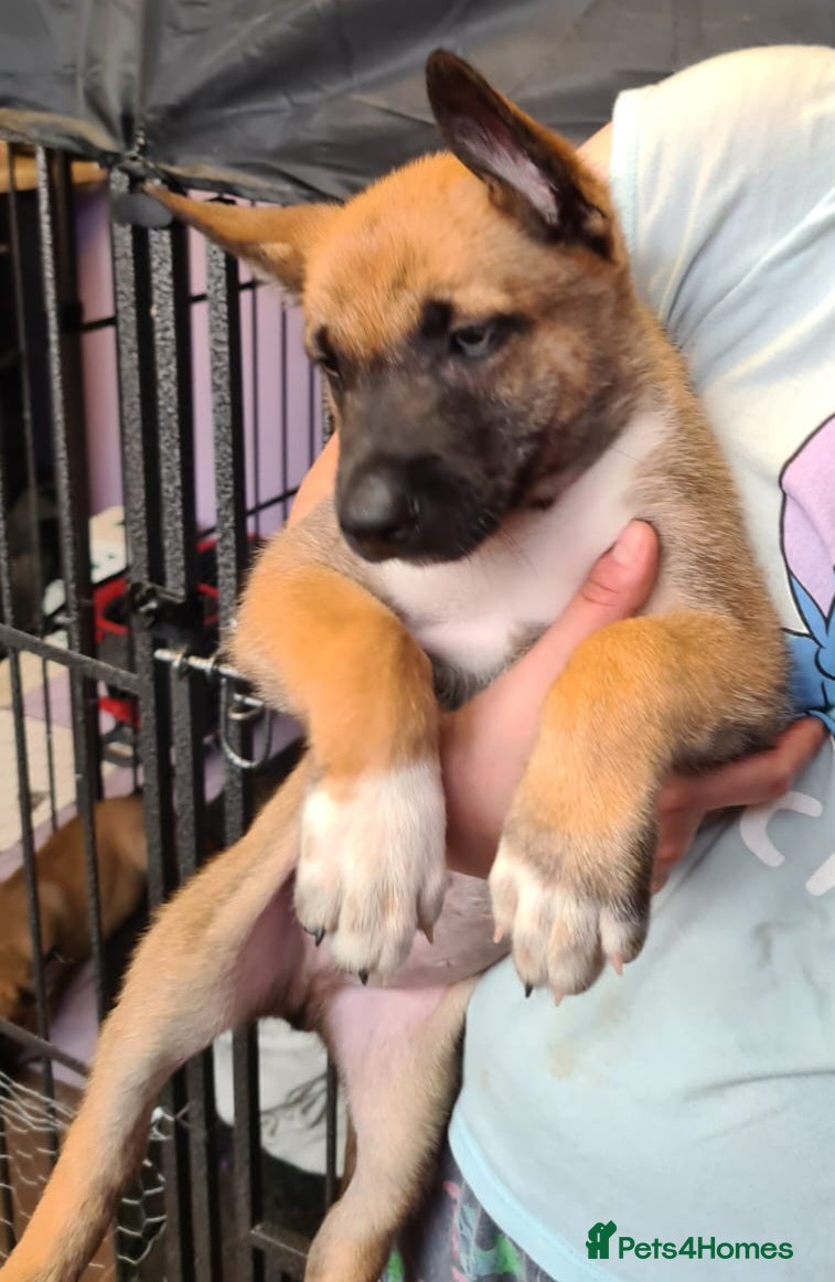 Belgian Shepherd Dog dogs Reduced Ready to leave  - Advert 18