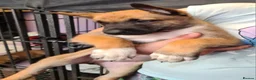 Belgian Shepherd Dog dogs for sale: Reduced Ready to leave  - Advert 15
