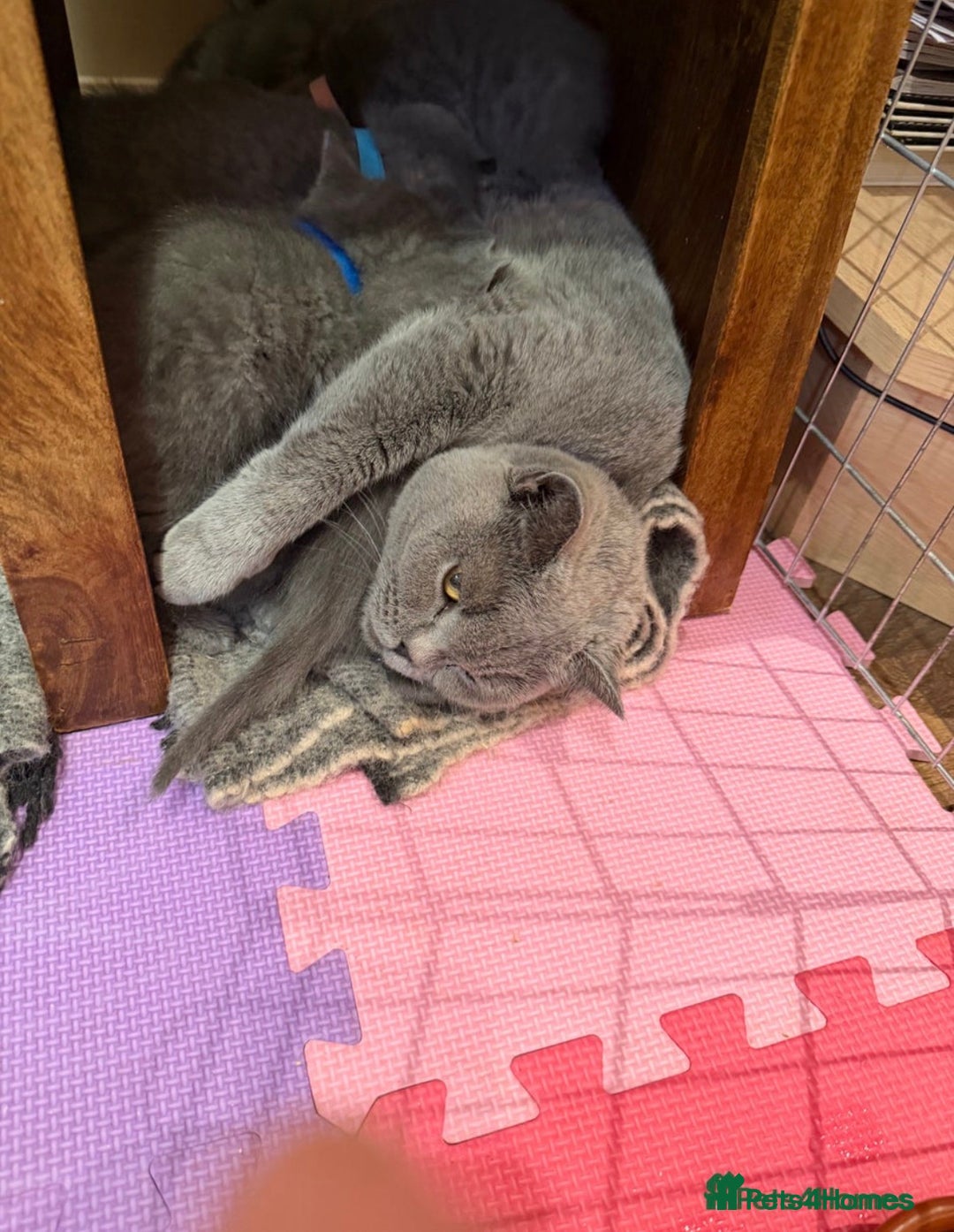 British Shorthair cats for sale: Male kittenBritish shorthair   - Advert 1