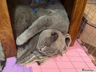 British Shorthair cats British Shorthair kitten male - Advert 7