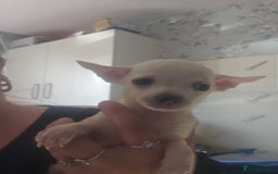 Chiweenie dogs for sale: Chihuahua cross dachshund  - Image 3