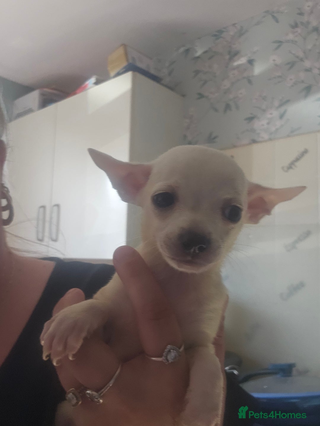 Chiweenie dogs for sale: Chihuahua cross dachshund  - Image 3