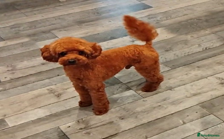 Toy Poodle dogs in Brighton - Advert 6