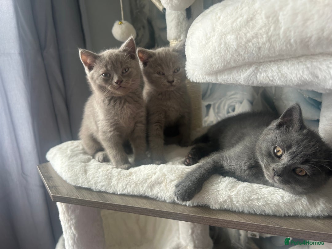 British Shorthair cats for sale: Beautiful British short hair kittens  in Manchester - Image 1