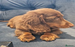 Miniature Dachshund dogs for sale: Cream Mini longhair Dachshund - Image 5