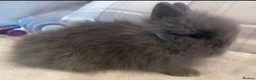 Lionhead rabbits for sale: Fluffy double mane lion head rabbits for sale  - Advert 24