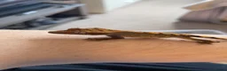 Gecko reptiles for sale: Baby tangerine Harley Quinn crested gecko in South Shields - Advert 1