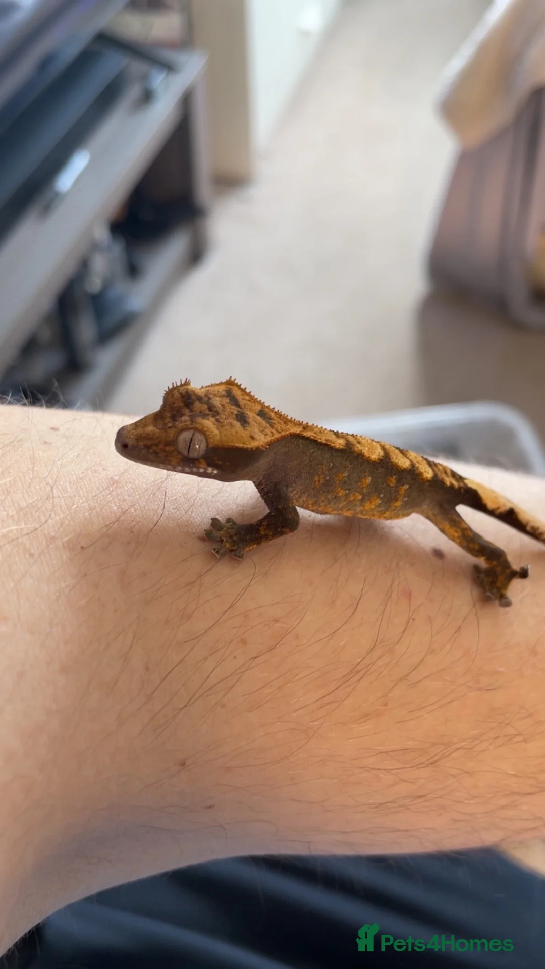 Gecko reptiles for sale: Baby tangerine Harley Quinn crested gecko in South Shields - Advert 1