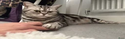 British Shorthair cats for sale: Silver Tabby British Shorthair  - Advert 11
