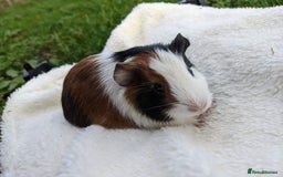 Guinea Pig rodents for sale: Gorgeous guinea pigs - Advert 5