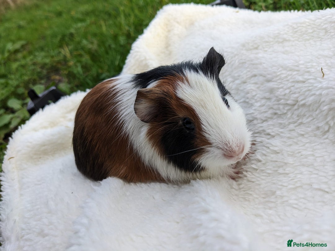 Guinea Pig rodents for sale: Gorgeous guinea pigs - Advert 5