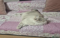 Siberian cats for sale: Pure Neva Masquerade female - Image 5