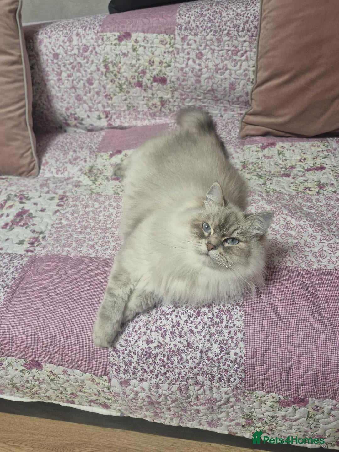 Siberian cats for sale: Pure Neva Masquerade female - Image 5