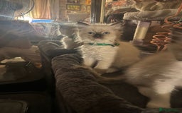 Ragdoll cats for sale: Full Ragdoll Kittens - Image 2