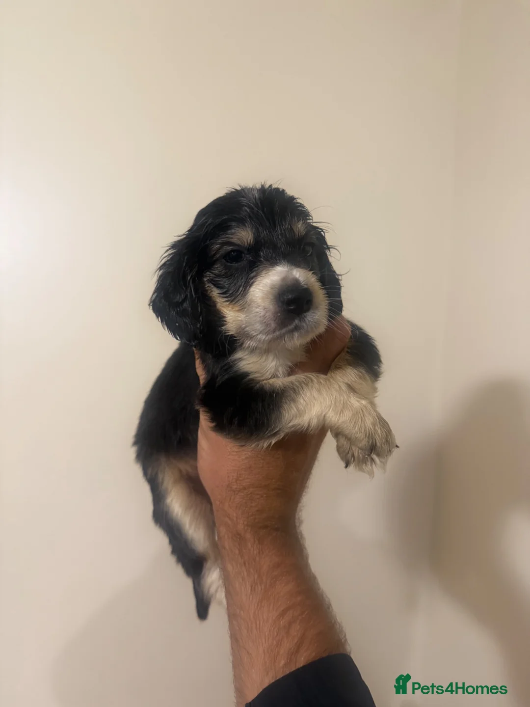 Cocker Spaniel dogs for sale: Cocker spaniels in Worksop - Advert 6